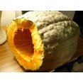 thumbnail image 4 of 30 Graines de Courge Bleue HUBBARD Nouvelle-Angleterre Buttercup Cucurbita Pepo Légumes, 4 of 10