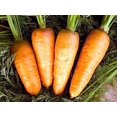 thumbnail image 2 of GSDWIUEW Carotte Sucrée Carotel Rouge Légume Patrimonial pour la Plantation, 2 of 8