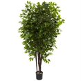 thumbnail image 1 of Arbre Ficus de Luxe 6.5&rsquo;, 1 of 1