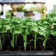 thumbnail image 5 of CJiaWei 5pcs 200 Lids Growing Trays Mini Cells Germination Vegetable Trays Heavy Duty Sprout Growing Flat Sprout Tray For Transplant Growing Microgreens, 5 of 5