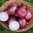 thumbnail image 2 of HJADGG 150+ Rossa Di Milano Onion Seeds- All Heirloom Seeds, 2 of 4
