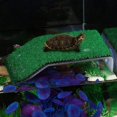 thumbnail image 4 of Plateforme de Pèlerinage pour Tortue sur Pelouse, Plateforme de Repos pour Tortue, Rampe de Simulation pour Tortue en Herbe pour Réservoir de Tortue, Reptile S, 4 of 7