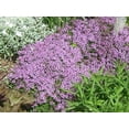 thumbnail image 2 of 100 Graines de Thym Grimpant Walk On Me Thymus Serpyllum Herbe Fleur, 2 of 4