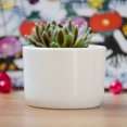 thumbnail image 4 of 10PCS Succulent Planters Creative Flower Plant Container Plastic Plant Vase, 4 of 10