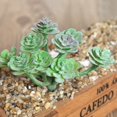 thumbnail image 4 of Artifical Plastic Succulent Plant Echeveria Flower Home Office Decor, 4 of 9