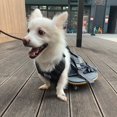 thumbnail image 2 of derYEP Pet Scooter Wheelchair for Rear Legs paralyzed Dog Protects Chest and Limbs, 2 of 5