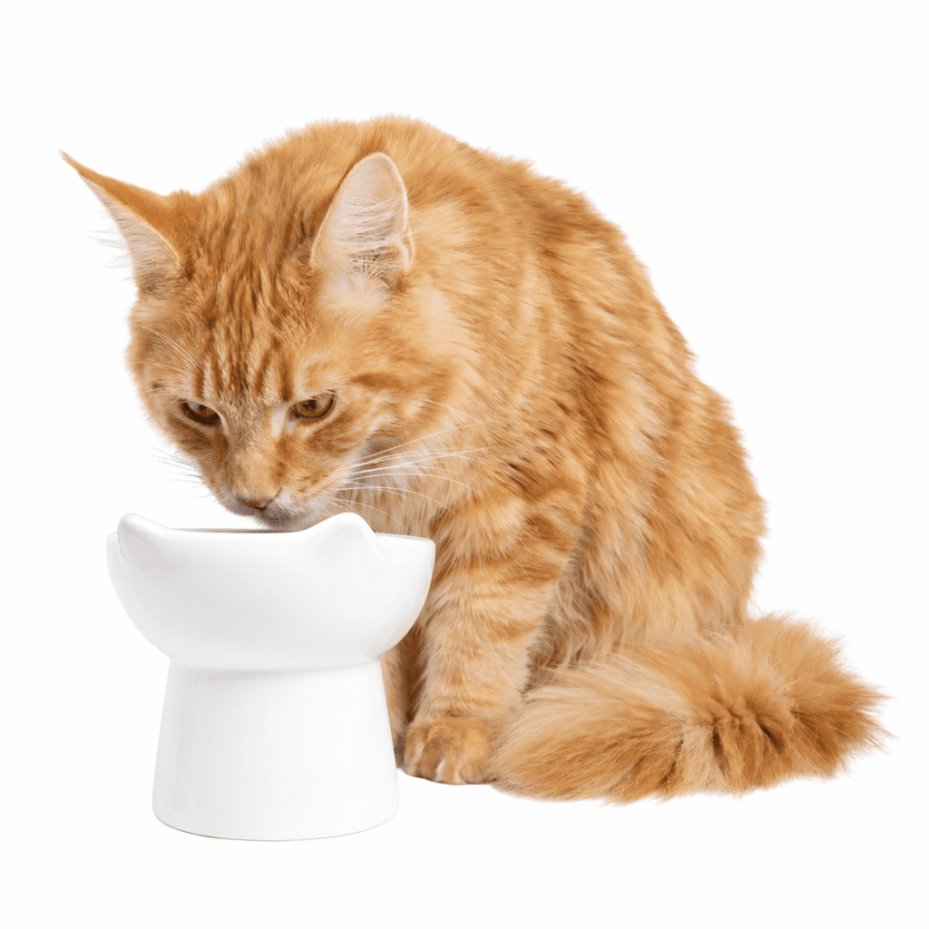 One Paw , Bol Surélevé pour Chat, Céramique, Blanc, 150 ml