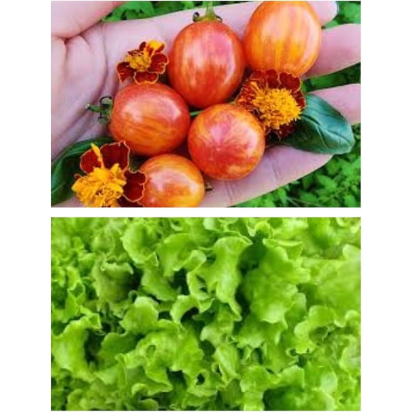 GSDWIUEW Tomato Seeds Heirloom Tomato and Lettuce Seeds Combo Pack 25+ Sunrise Bumblee Bee Cherry Tomato Seeds Plus 1000+ Green Salad Bowl Lettuce Seeds Heirloom Seeds. Perfect Companion Plants.