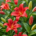 thumbnail image 3 of GSDWIUEW Lily Bulbs-2 or 4 Bulbs per Package Cold-Resistant Perennial Bulbs for Gardens, Easy-Grow. (Red,2), 3 of 4