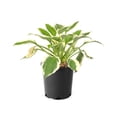 thumbnail image 1 of Hosta Patriot, pot de 7,5 L (2 gal), 1 of 4