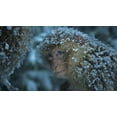thumbnail image 4 of G-WARNER BROS DYNASTIES 4KBDFR, 4 of 4