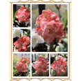 thumbnail image 2 of GSDWIUEW Double Amaryllis Bulbs for Fall Planting Large Hippeastrum Perennial Flowers Bulbs Size 10-11 Inch Perfect for Home Decor Garden, Gift with Wrapping and Planting Instruction (2, TIKA Sunrise), 2 of 6