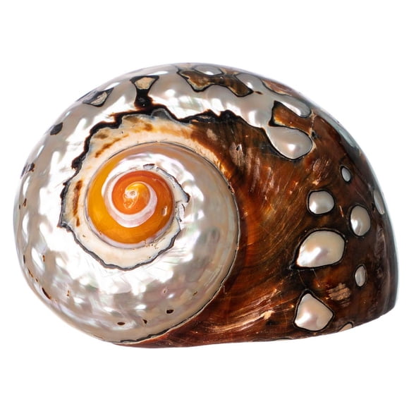 Coquilles de Crabe Ermite / Coquilles Turbo / Coquille Sarmaticus Turbo Africaine 3 Pouces-3,5 Pouces" / Maison de Crabe Ermite pour Déco / Plus Livre Nautique Gratuit par Joseph Rains