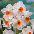 thumbnail image 1 of TASC Narcissus Flower Bulbs-Narcissus Tazetta Geranium (10 Bulbs), 1 of 1
