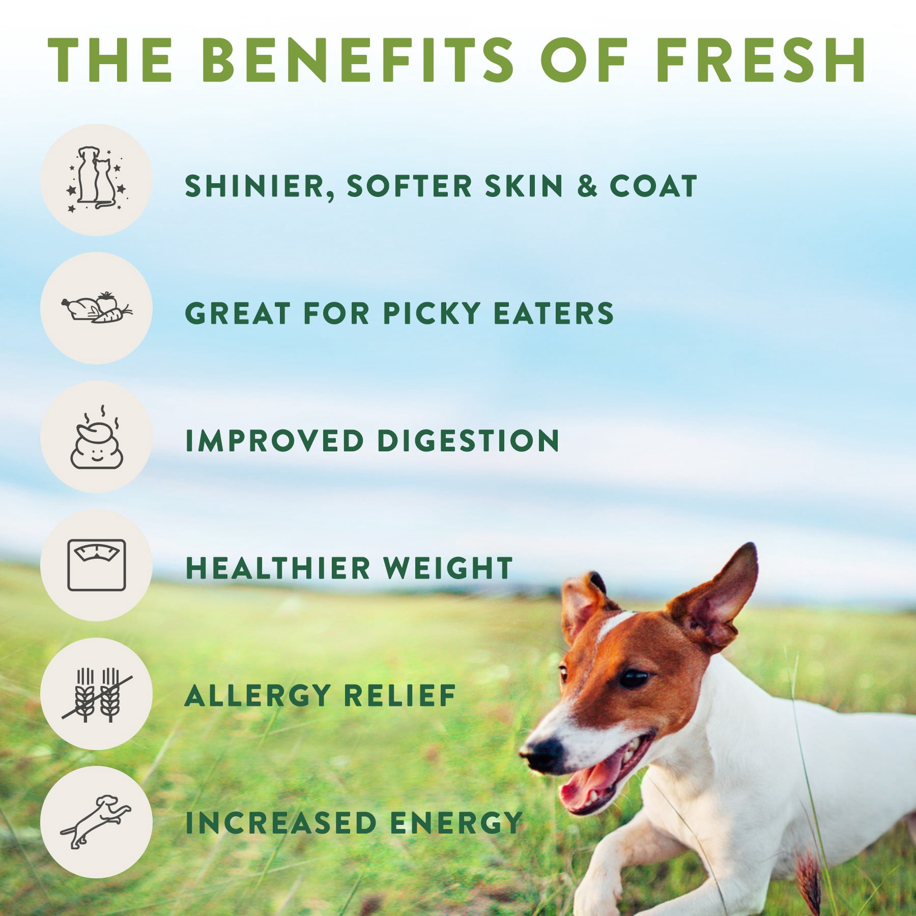 Freshpet Nourriture Fraîche pour Chien, Recette pour Petit Chien au Bœuf & à l'Œuf, Petites Bouchées Repas Fraîchement Rôtis 454 g