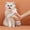 A, variant on Pet Grooming Brush Deshedding Tool Detangling Slicker for Dogs and Cats with Ergonomic ABS Handle