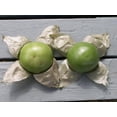 thumbnail image 1 of 200 Grandes Graines de TOMATILLO Vert Rio VERDE Physalis Ixoxcarpa Légumes, 1 of 5