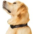 thumbnail image 2 of Regatta Premium Dog Collar, 2 of 4
