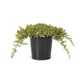 thumbnail image 1 of 2 Gallon Dwarf Japanese Garden Juniper Shrub, 1 of 5