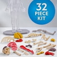 thumbnail image 2 of National Geographic Glow-in-the-Dark Human Body, 2 of 8