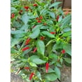 thumbnail image 4 of GSDWIUEW Thai Dragon Chili Pepper Seeds, , Non-Hybrid, 100 Count, 4 of 4