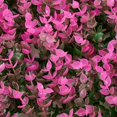 thumbnail image 3 of Artificial Mat Grass Lawns Wall Hedge Fence Foliage Panel Home Wedding Decor, 3 of 12