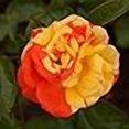 thumbnail image 3 of Heirloom Roses Rose Plant - Oranges 'n' Lemons Colorful Rose Bush, Shrub Roses for Planting Outdoors, 3 of 4