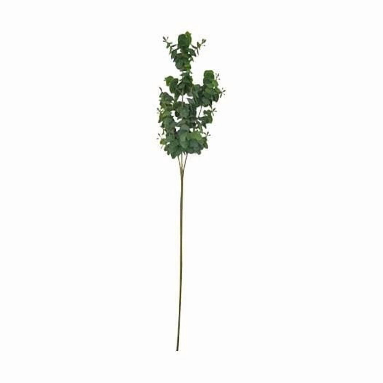 Tige d’eucalyptus Lerman Decor