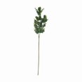 thumbnail image 3 of Tige d'eucalyptus, 3 of 4