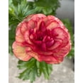 thumbnail image 2 of HIGHGW Butterfly Ranunculus Bulbs Buttercup Bare Roots for Planting Canada, Perennial Flower Ranunculus asiaticus, Double Ranunculus Bare Roots for Cut Flowers Garden Indoor Outdoor (10, Musa), 2 of 7