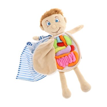facefd Human Body Anatomy Model Science Learning Toy Educational Toys Toy Organ for School