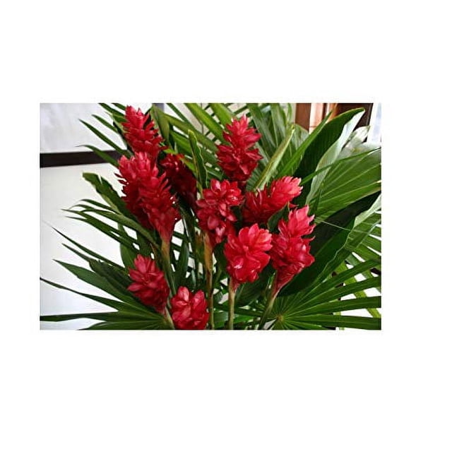 Hawaiian Tropical Flower Plant Roots - Bamboo Orchids - Hibiscus - Ginger -Ti Logs (Red Ginger Root)