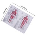 thumbnail image 2 of CRAFTHROU 1Set Silk Multi-Colored Anatomical Human Anatomy Posters for Educational Hanging Picture 17.3x12.9in, 2 of 5