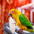 thumbnail image 4 of 6 Pcs Bird Chewing Cuttlefish Bone Gnawing Cuttlebone Bird Cage Accessories Natural Cuttlebone for Birds, 4 of 8