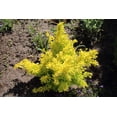 thumbnail image 4 of Dwarf Golden Barberry 2 Gallon, 4 of 4