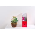 thumbnail image 5 of Magazine File Holder, Folder Holder, Magazine Organizer, Book Bins, Set of 12, Multi-Color, 5 of 5