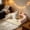 Rose, variante sur Lit pour Chien en Soie Glacée avec Traversin en U, Respirant, Lavable, Tapis d'Été pour Animal de Compagnie avec Mignonnes Oreilles d'Ours, Coussin Doux Non pour Chenil pour Petit Médium