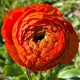 thumbnail image 3 of GSDWIUEW 20 Orange Ranunculus Bulbs for Planting, Persian Buttercup Corms Orange Ranunculus Asiaticus Corms Perennial Flower Bulbs for Garden, 3 of 4