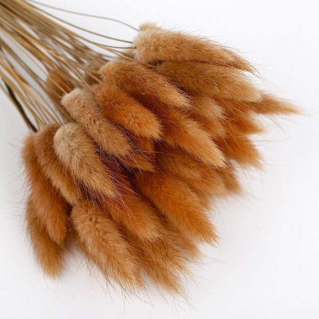 CAROOTU 50 Pcs Dried Flower Grass Decoration Photography Props for Home Store Wedding