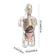 thumbnail image 3 of Jouet Style Science Anatomique Ensemble d'Anatomie Détachable / Affichage Réaliste des Parties du Corps Kit Éducatif d'Étude Accessoire d'Enseignement en Classe pour Enfants Laboratoire Apprentissage, 3 of 4
