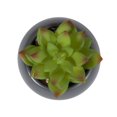 thumbnail image 5 of hometrends Kelvin Faux Succulent in Grey Pot, 5 of 5