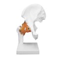 thumbnail image 1 of QIILU Back Support Therapy Professional Hip Bone Model Human Hip Joint Model Hip Joint Teaching Skeleton Braces Supports, 1 of 8