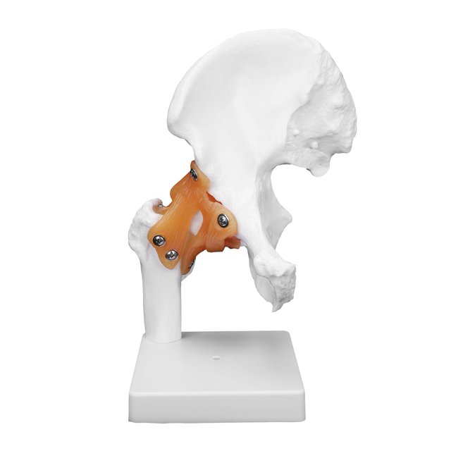 QIILU Back Support Therapy Professional Hip Bone Model Human Hip Joint Model Hip Joint Teaching Skeleton Braces Supports