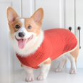 thumbnail image 2 of Pull pour Chien Vêtements Chauds d'Hiver avec Foulard, 2 of 11