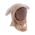 thumbnail image 3 of Milaget Kids Winter Hat Windproof Balaclava Face Cover for Boys Girls Cycling Skiing Rabbit Ears Khaki, 3 of 9
