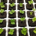 thumbnail image 4 of 50pcs Seedling Block , Peat Soilless Cultivation For Indoor Planting, Nutrient Soil Fertilizer, 4 of 8