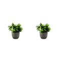 thumbnail image 2 of Decodeary Green Eco-friendly Artificial Money Tree In Pot Long-lasting Durability Realistic Appearance new whitebabysbreath 2Set, 2 of 6