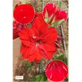 thumbnail image 3 of GSDWIUEW Double Amaryllis Bulbs for Fall Planting Large Hippeastrum Perennial Flowers Bulbs Size 10-11 Inch Perfect for Home Decor Garden, Gift with Wrapping and Planting Instruction (1, TIKA Magic), 3 of 5