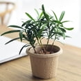 thumbnail image 4 of Top Pick,Nursery Pots Pulp Peat Pot Plant Cup Tray Flowers Potted Plant -,PENDANE,E, 4 of 9