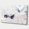 thumbnail image 2 of Baby Green Turtles on Sand - Oversized Animal Wall Art, 2 of 3
